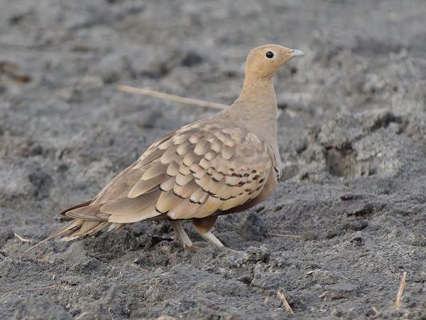 <h3><a href="/trips/tanzania/biota/animalia/chordata/aves/025 pterocliformes/001 pteroclidae/pterocles exustus/pterocles exustus-nl.html">Pterocles&nbsp;exustus</a> / Chestnut‑bellied&nbsp;sandgrouse / Roodbuikzandhoen</h3>OM-1 Mark II met OLYMPUS M.150-400mm F4.5, 1/2000 sec  bij F4.5, ISO 5000, afstand 14.4&nbsp;m